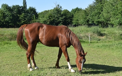 Horse Insurance