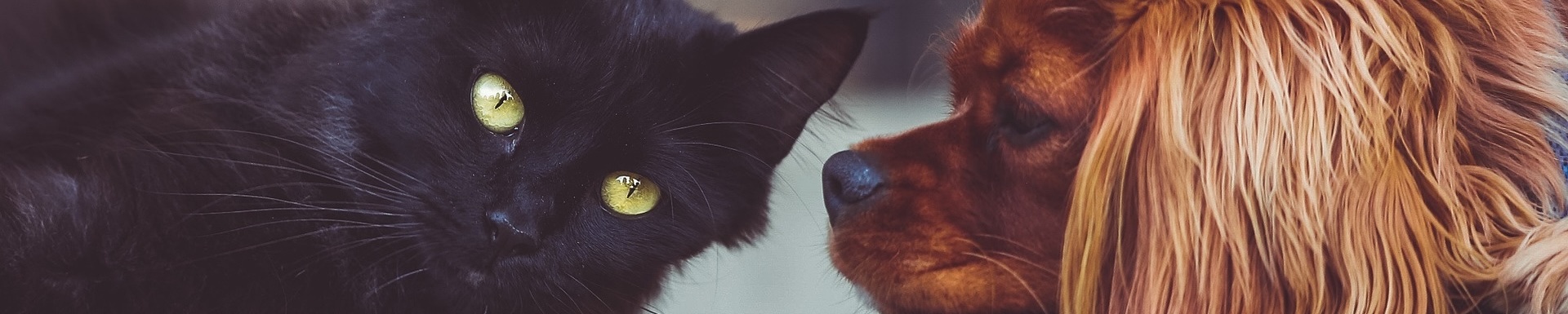 a cat and dog